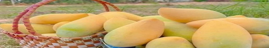 مهرجان المانجو 